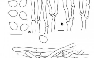 中国发现新物种 专家建议先不要吃：白盖鸡油菌奶白色 肉质坚实