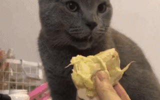 外表华丽无比、个人卫生堪忧！“棺材鸟”戴胜竟成以色列国鸟！