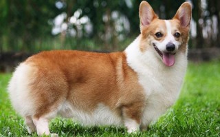 中小型短毛狗品种有哪些（短毛小型犬大全）