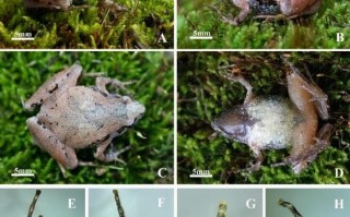 环境越来越好：安徽发现蛙类新种 我国仍有许多未知物种