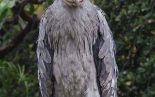 鸟中哈士奇！为什么鲸头鹳会对人类十分友好？