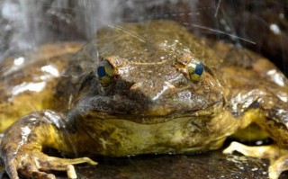 跳的最高的动物排名（世界上跳的最高的动物前十名）