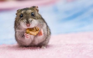 仓鼠饲养八大禁忌,仓鼠饲养方法详细