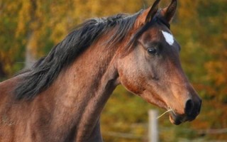 宠物种类排行榜（养的人最多的宠物排名）