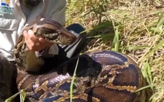 美国色诱捕获了一条5米长的蟒蛇：许仙看完直呼内行