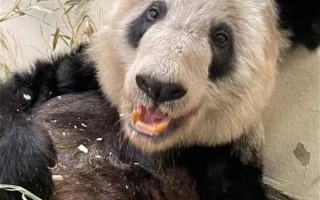 回国在即！旅美熊猫丫丫上海检疫后将被北京动物园接走