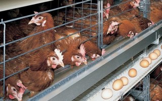 364天可产371枚蛋 只能活一年的超级蛋鸡经历了什么？