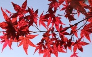 十大盆景排行榜树种（最有价值的盆景品种）