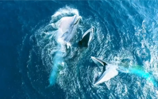 央视展示布氏鲸捕食航拍视频：整口吞下一群 鱼画面太震撼