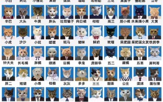 四川大学给近百只绝育流浪猫们P了证件照：名字都是亮点