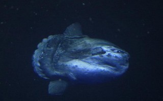 世界上最能生的动物（十大动物繁衍排行榜自然传奇）