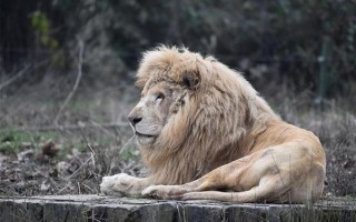 非洲狮在杭州热成了“狗” 官方回应引网友围观：杭州高温预警 最高40度