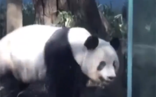 旅日大熊猫“香香”即将回国：日本民众不舍排长队告别