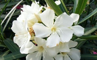 世界十大毒植物（剧毒植物排行榜前十）