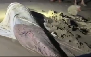 三亚3米长搁浅抹香鲸救治无效不幸死亡：或被鲨鱼咬伤