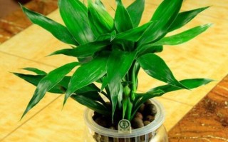 客厅适合摆放的十大植物排行（客厅最旺财好养活的植物）