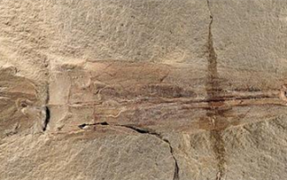 美国发现3.28亿年前最古老章鱼化石：故意命名为“拜登”