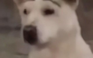 李菊福是什么梗,女朋友偷偷给我买了一个罩子？