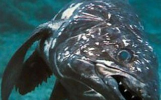 活化石有哪些,地球上10大海底活化石