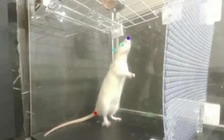 研究表明老鼠天生会跳舞 网友：而我天生四肢不协调