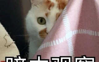 宠物猫的品种及价格排行（猫咪价格排行榜前十名）