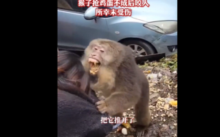 女子路边投喂野生猴子被咬：“不知道它很凶”