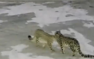 动物也懂协同合作 两只雪豹一起偷鸡：一只踩点、一只放哨