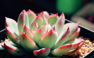 好看的多肉植物排行榜（十大名贵多肉植物图鉴）