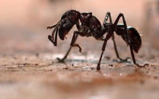 世界上最恐怖的蚂蚁排行榜（十大最凶猛的蚂蚁）