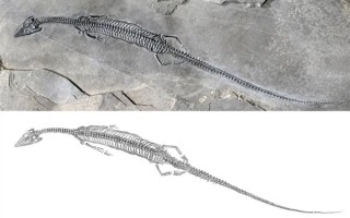 距今2.44亿年！云南发现尾巴长长长长长的化石