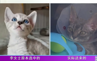 8800元网购的猫不到一周就离世：联系商家发现已被拉黑