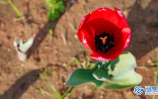 给女朋友留言的暖心句子（最新520表白浪漫的句子）