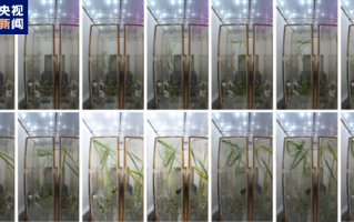 神十四航天员在轨“种菜” 问天舱实验植物已发芽：实拍公布