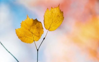 描写秋天景象有哪些（描写秋天景色的句子）