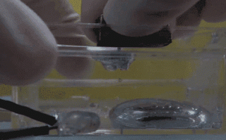 厉害了！液态金属也可以有磁性 中国科学家最新成果