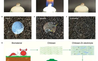 蟹壳也能做电池！5个月内可完全分解