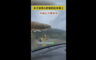 山东台风将大虾刮飞停在车窗上引围观：网友直呼天上不会掉馅饼但会掉虾