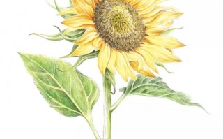 关于向日葵的唯美句子（赞美向日葵的唯美句子）