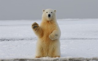 气候变化改变北极熊习性：越来越多与灰熊交配繁衍