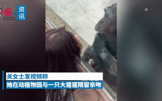 雄猩猩隔窗亲吻女游客 媳妇一来秒怂 迅速擦掉唇印