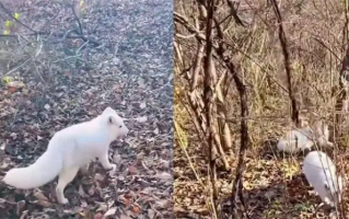 男子投喂白狐后被引见给同伴 行为令人称奇引网友热议：野生还是放养？