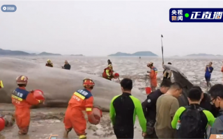 宁波象山海域一头鲸鱼搁浅：重约30吨、第一轮营救失败