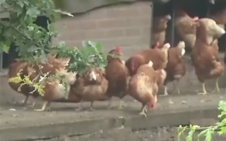 禽流感爆发日本扑杀137万只鸡：史上规模最大