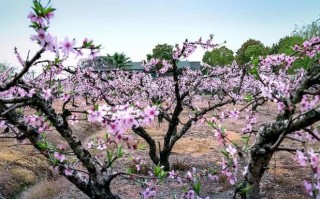 樱花唯美句子简短（个性签名樱花唯美句子十字）