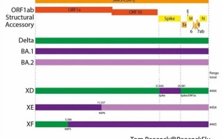 新冠病毒再现新变种XE 已在英格兰传播开：专家称毒性未知