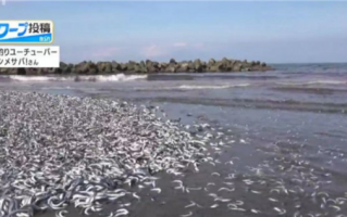 近50年来首次！日本沙滩惊现大量沙丁鱼 原因未知：开排核废水、也要大地震？