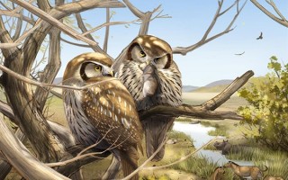 改写历史 中国发现最早猫头鹰化石 600万年前竟不是夜猫子