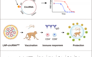 腾讯入股环状 RNA 疫苗研发商圆因生物，北京大学魏文胜团队正开发新冠疫苗