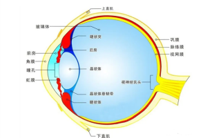 男子用筋膜枪按摩眼部 打断晶状体悬韧带险些失明