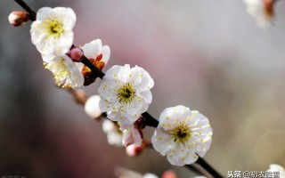 赞美梅花的优美句子（摘抄梅花的好词好段）